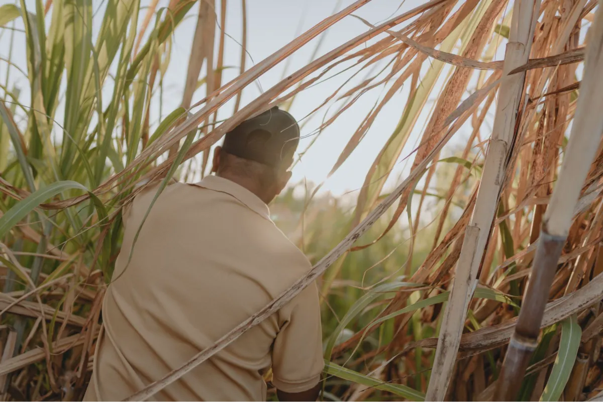 Sugarcane harvest at Diplomático